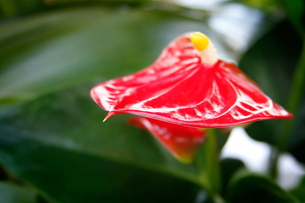 Indoor Plants — Seattle's Favorite Garden Store Since 1924 - Swansons ...