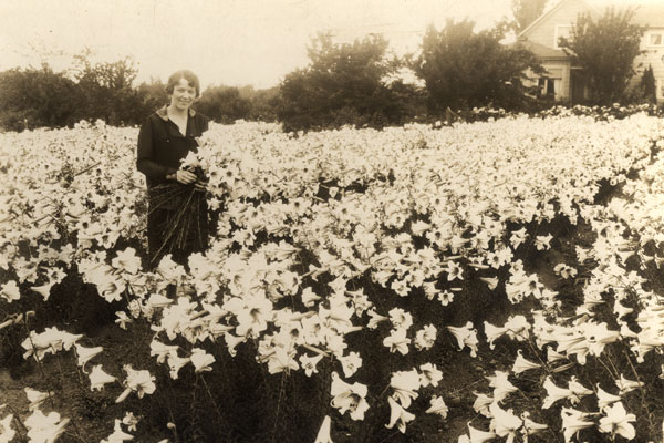   The Swansons moved the operation to Seattle, where they started growing cut flowers.  