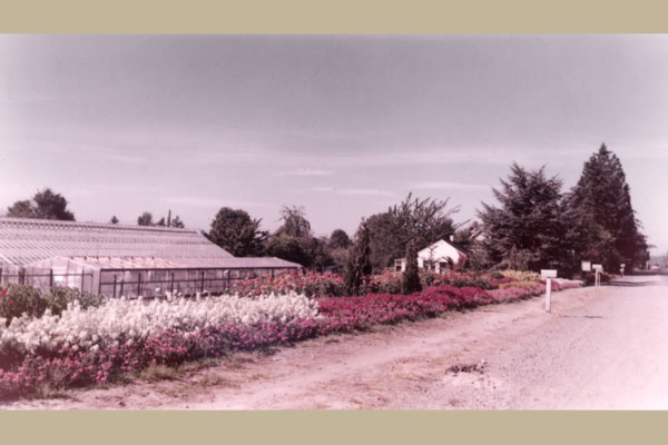   Today Swansons Nursery is still located at the original site on 15th Avenue NW, which was an unpaved rural road in 1924.  