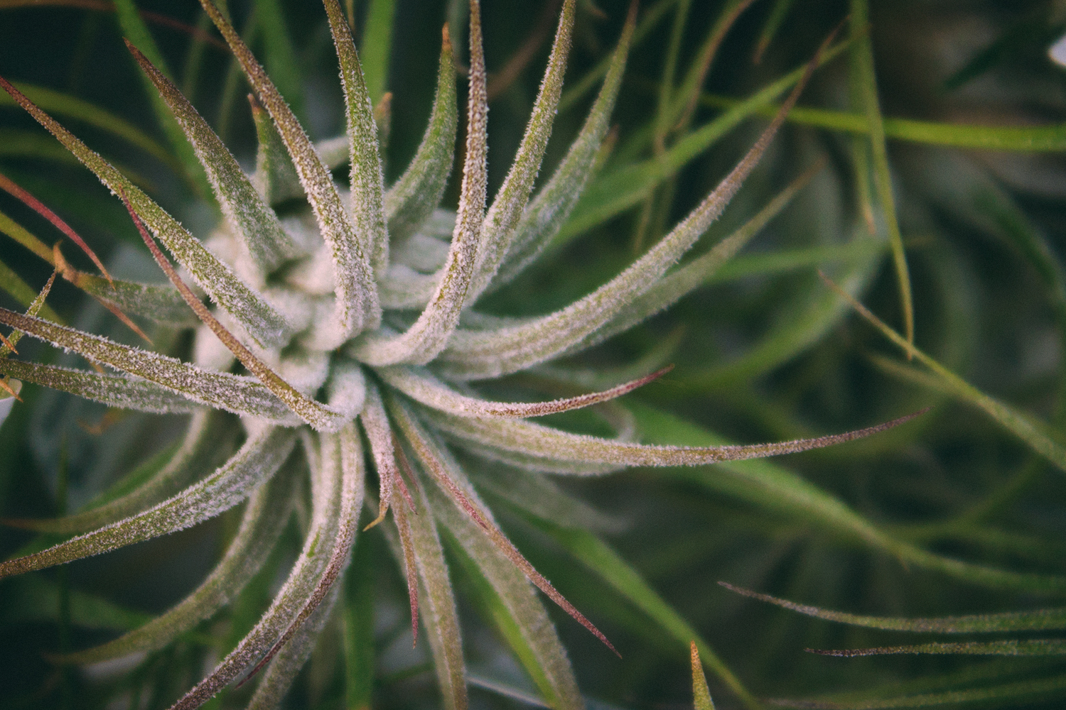 air plants seattle nursery (Copy)