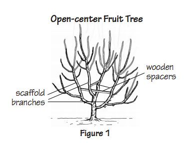 تقليم شجرة الفاكهة سياتل
