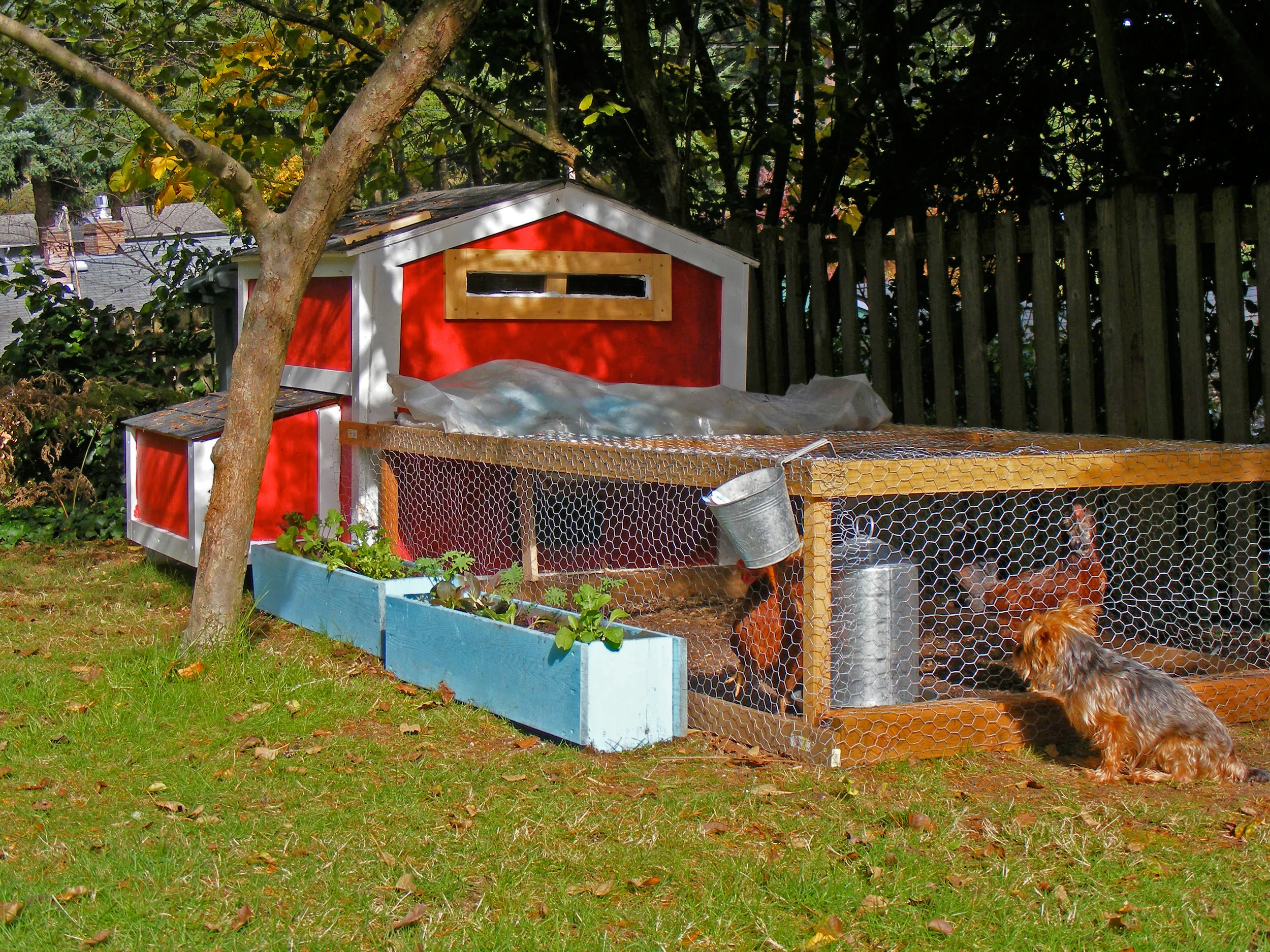 Coco & Buttercup, All Grown Up