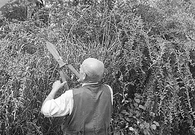 Spring Pruning: What Should I Do?