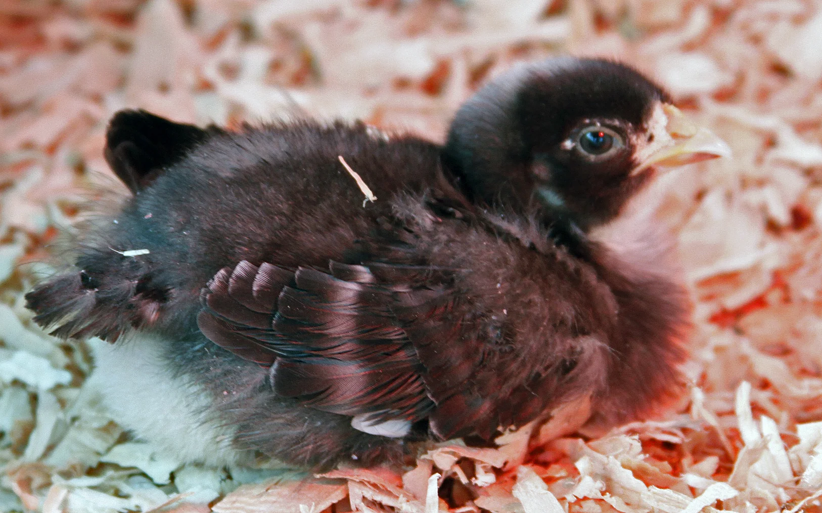 The Swansons' Chicks: A Video