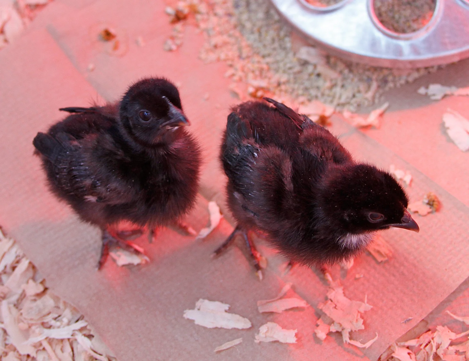 Just Hatched: the Weekly Update