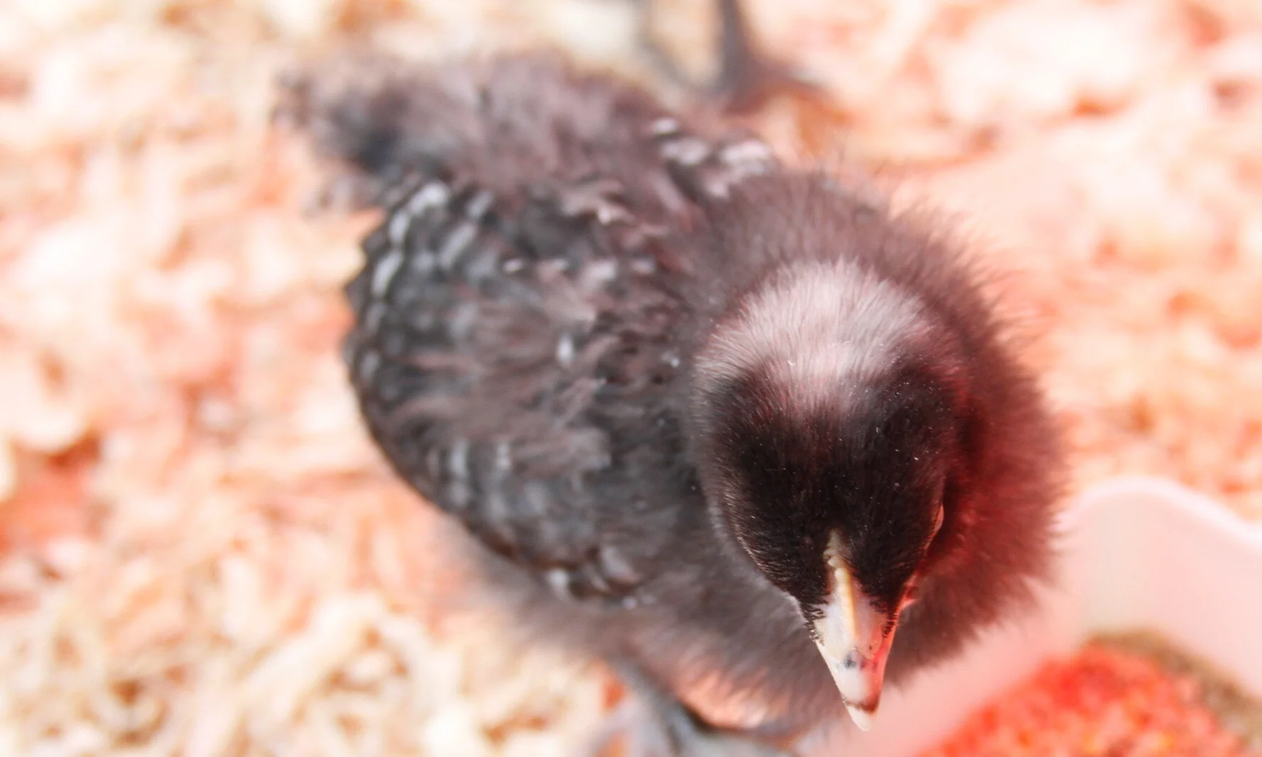 Just Hatched: the Weekly Update 5/2