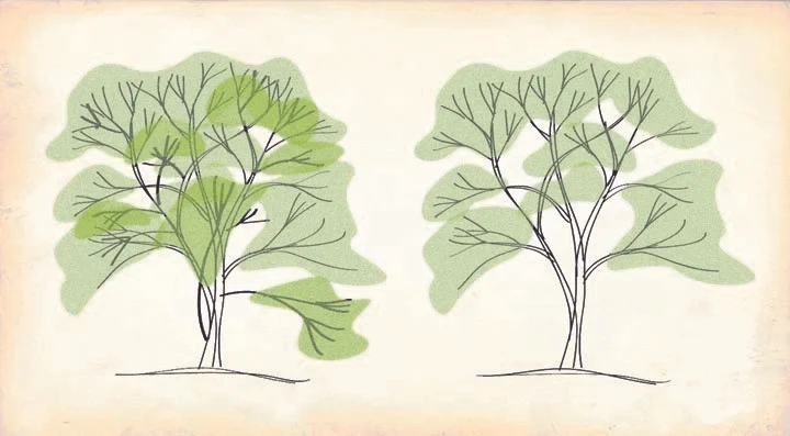 Spring Pruning Pt. 2: Thinning