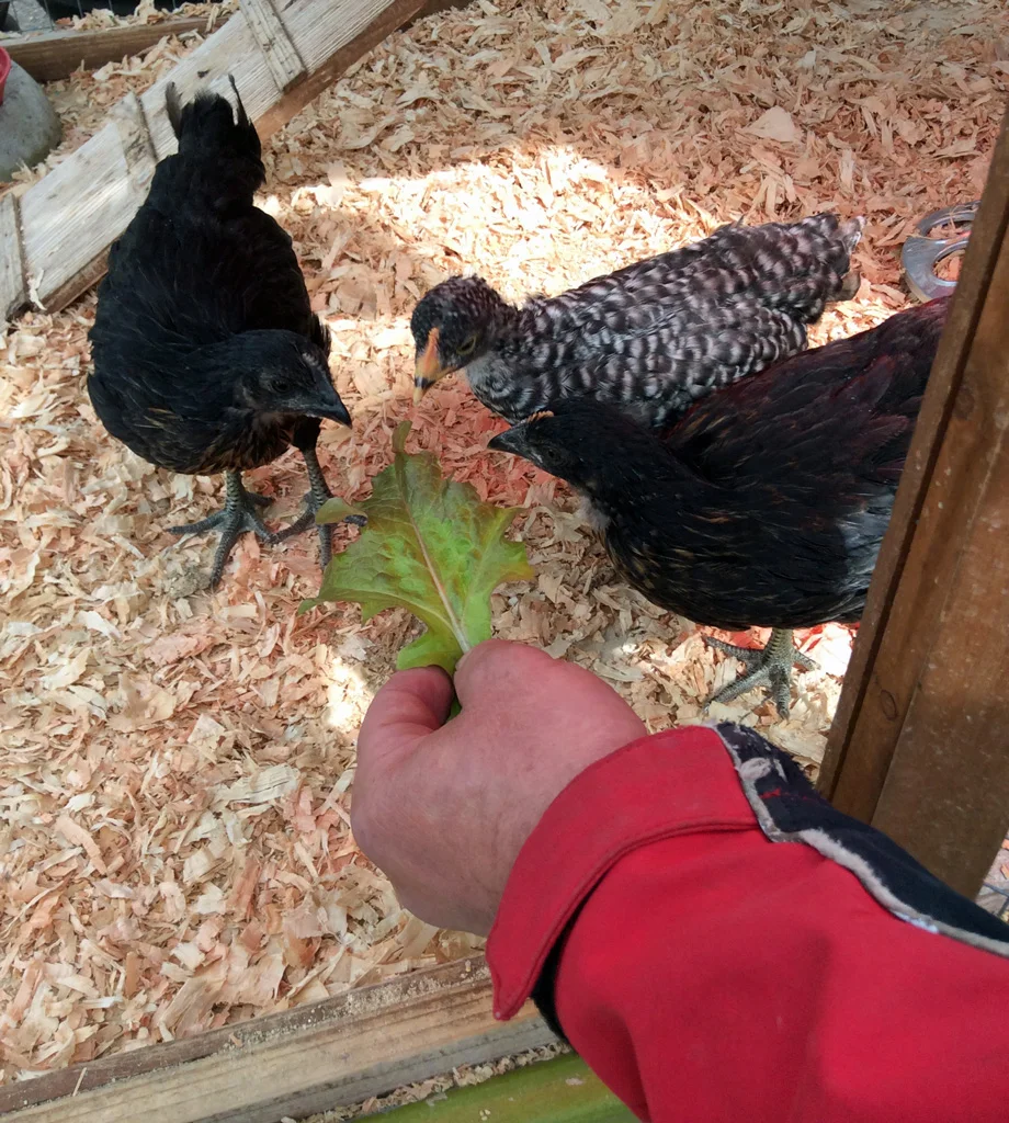 Just Hatched: A New Update