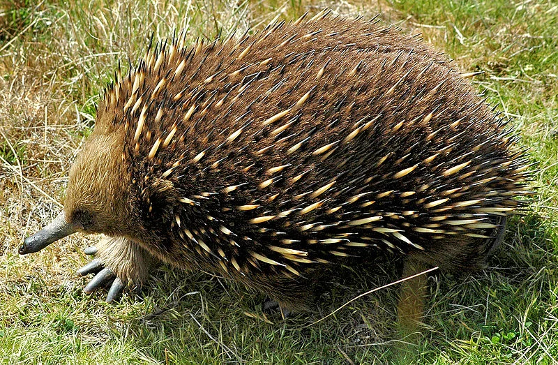 Tales of an Intrepid Traveler: Rolf in Tasmania, part 2