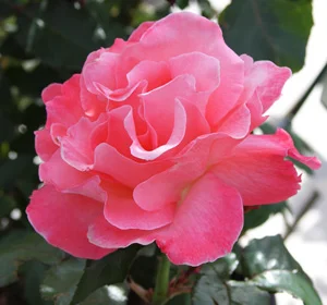 La Vie en Roses!