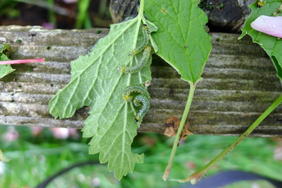 Yikes! What’s Eating My Plants?