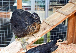 Just Hatched: The Final Update