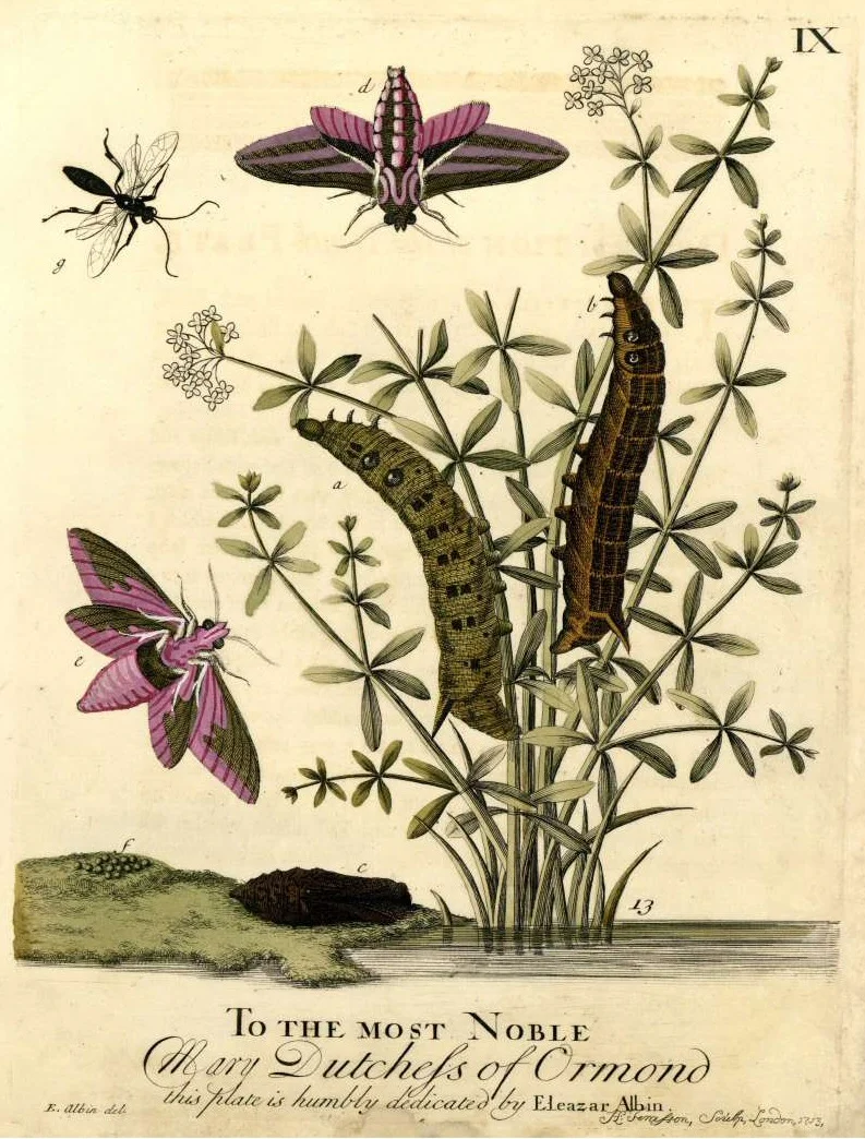 Mothering a Moth