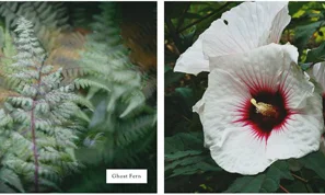 Plant Style: A New Botanical Lookbook Unveiled for Autumn Project Month