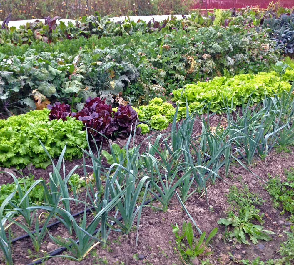 The UW Farm: Bringing People Together Around Food & Farming