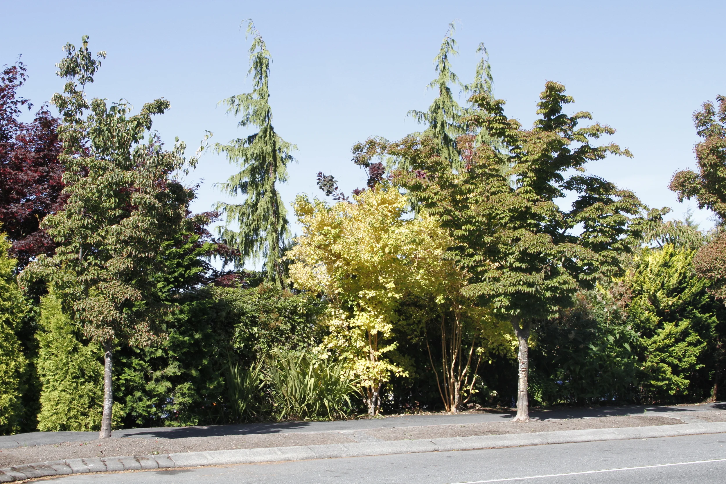 Designing a Parking Strip Garden