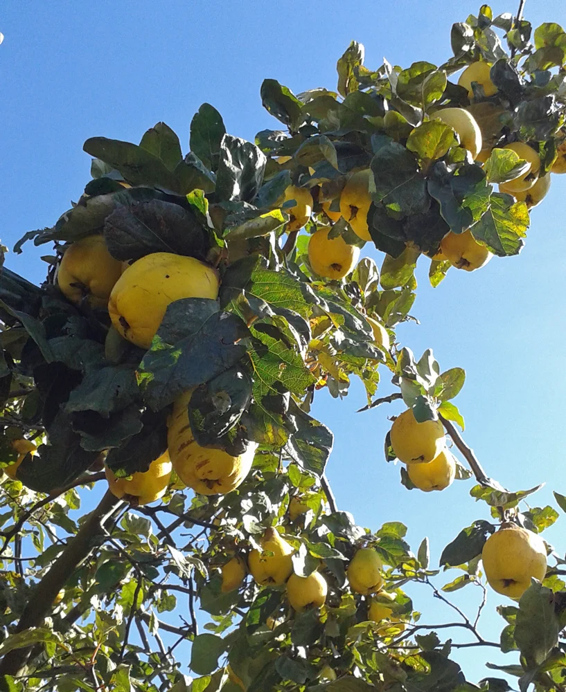 Preserving The Harvest With Rolf Hokansson