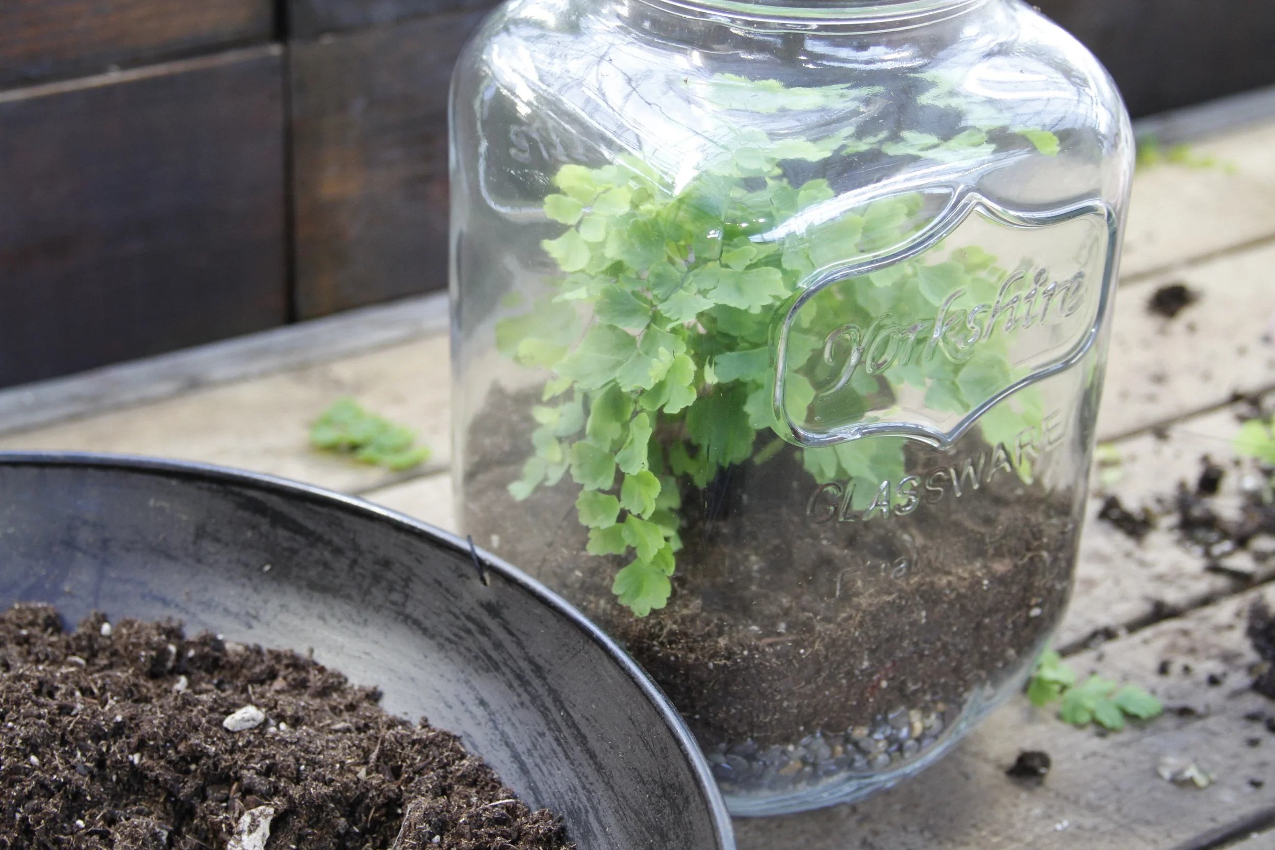 Create An Amazing Terrarium