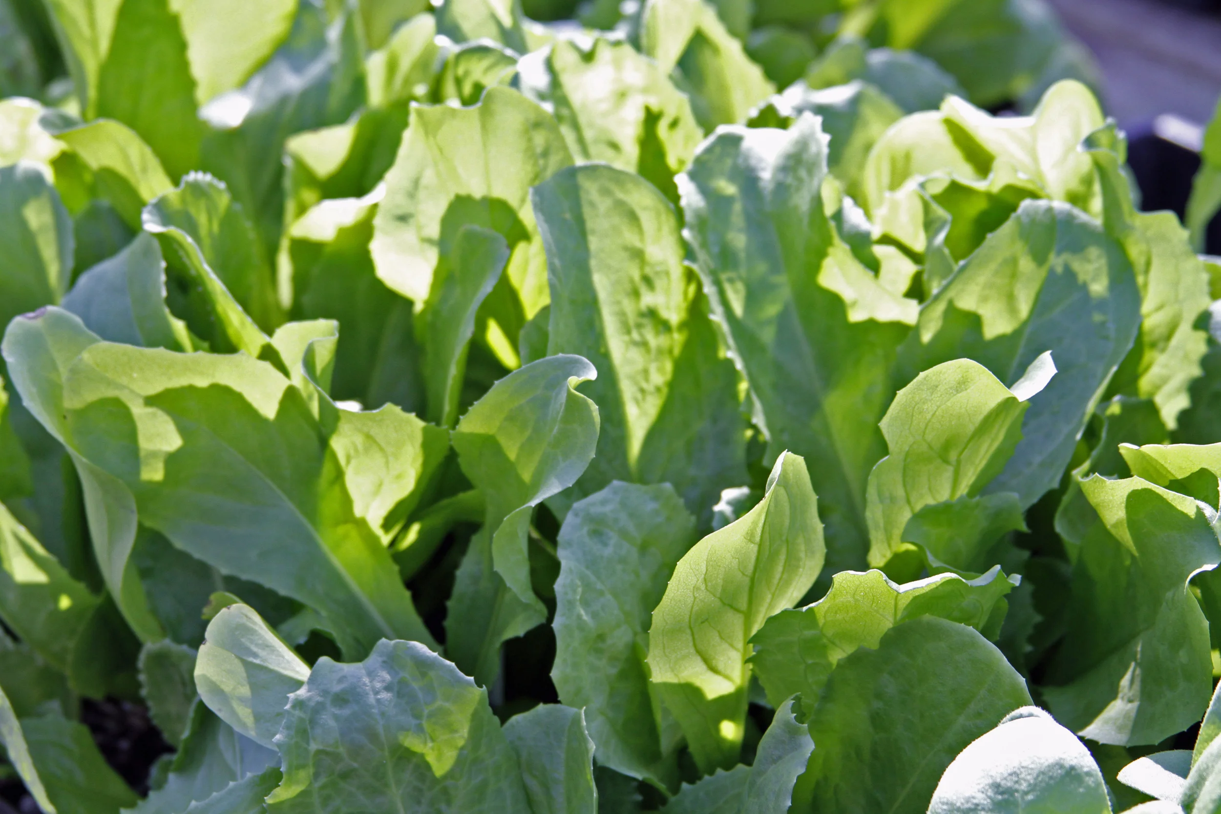 Early Edibles: Seed-Starting With Bill Thorness