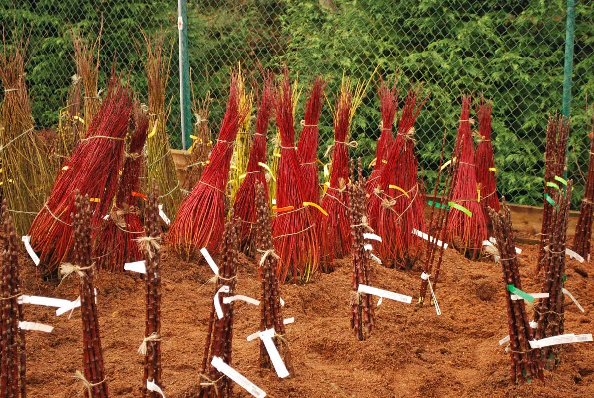 The Bare Necessities: Everything You Need To Know About Bare-Root Plants
