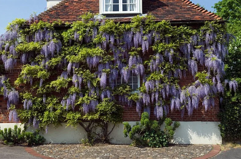 Promoting Wisteria Bloom, Part 2: A Three-Year Pruning Plan