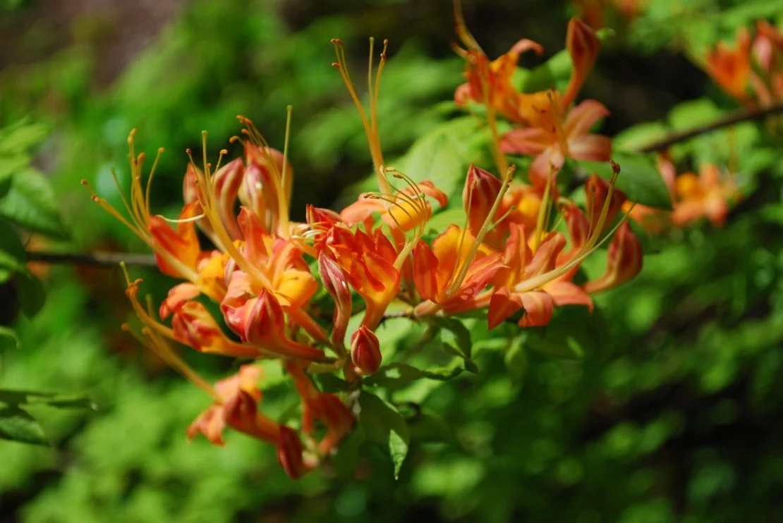 A Garden Tour With The Plant Collector