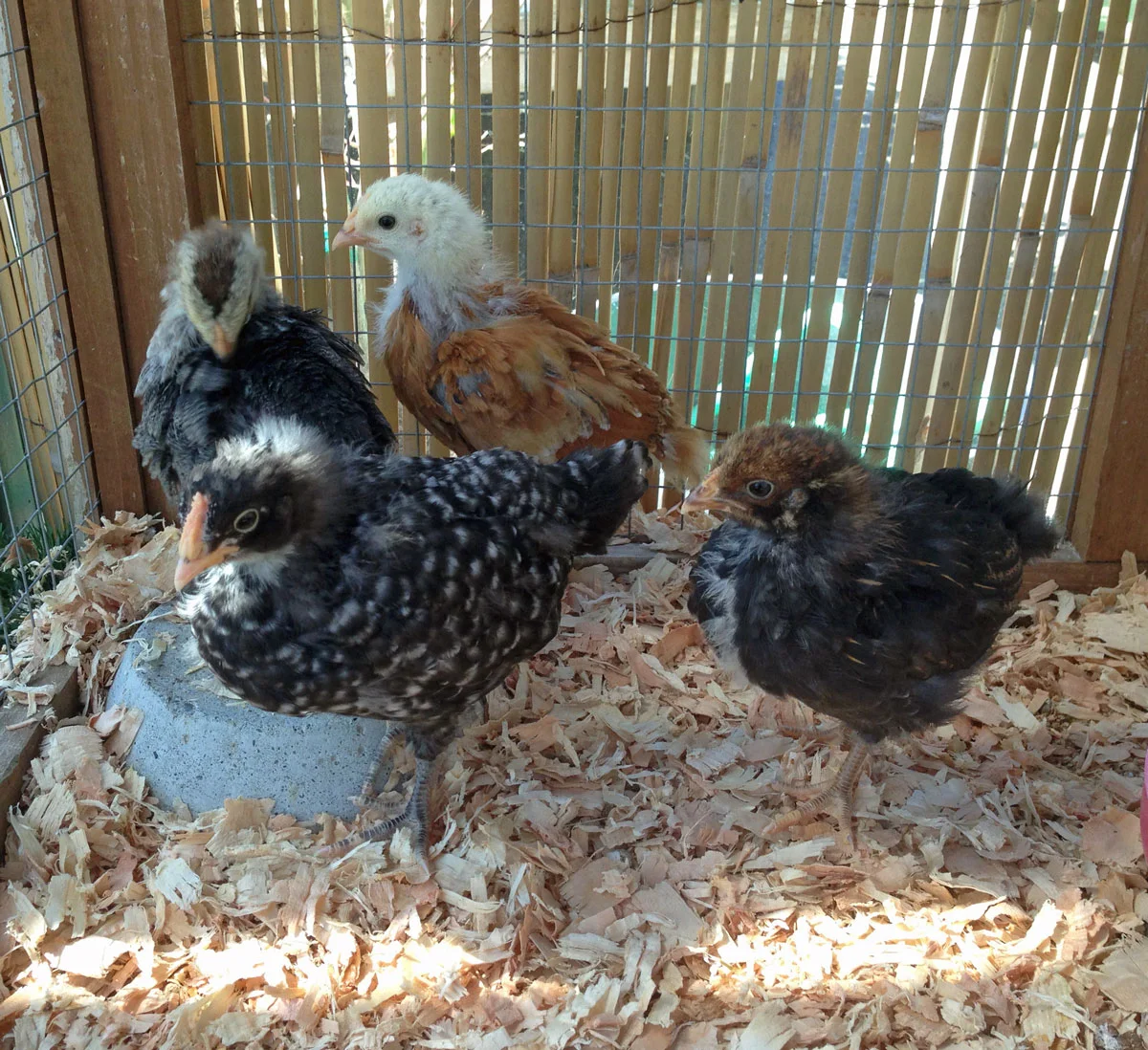 Just Hatched 2015: A Swansons Chick Update