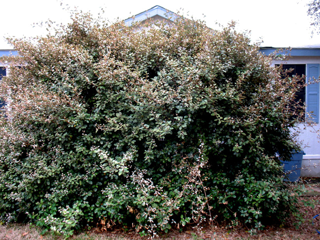 overgrown eleagnus