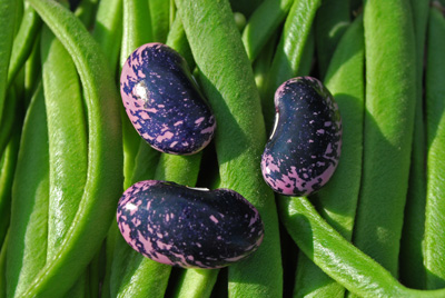 scarlet runner beans