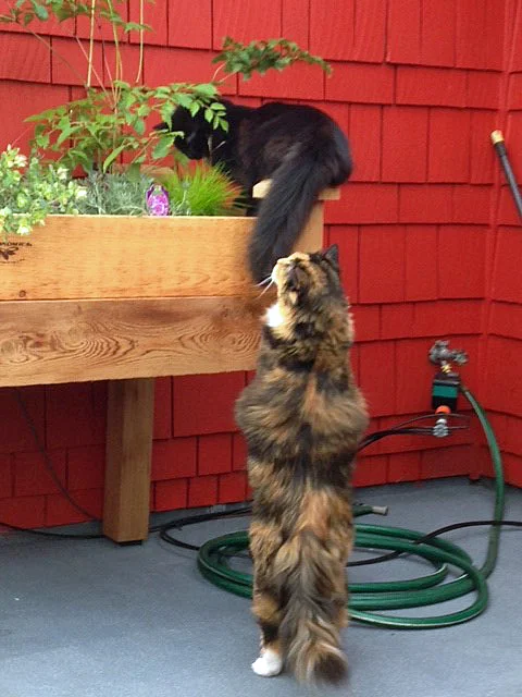 Ingrid's cats