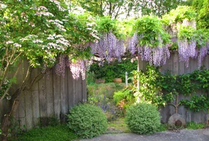 wisteriatile