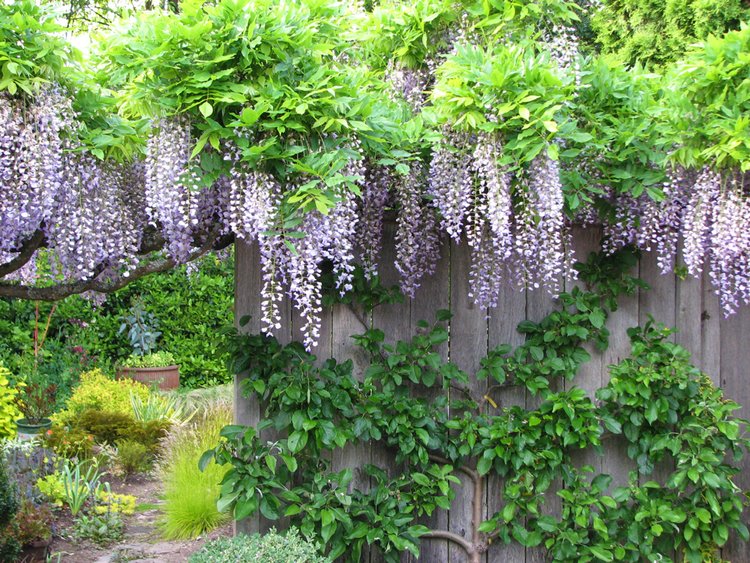 thuja wurzelware Thuja occidentalis 'Smaragd' Konifere (Lebensbaum) | 60-80 cm Im Topf main image 0
