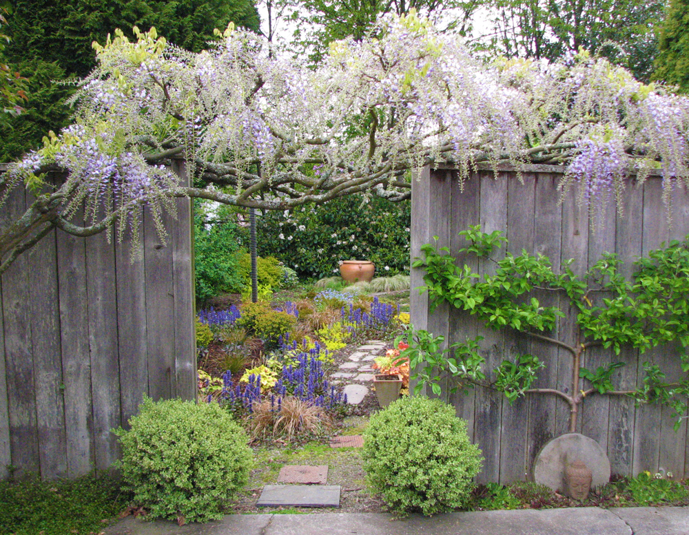 Wisteria structure over a fence