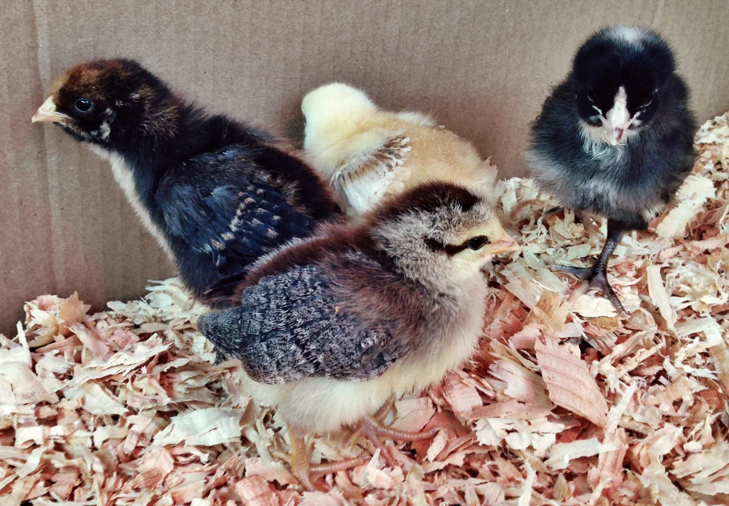 babychicks_2015