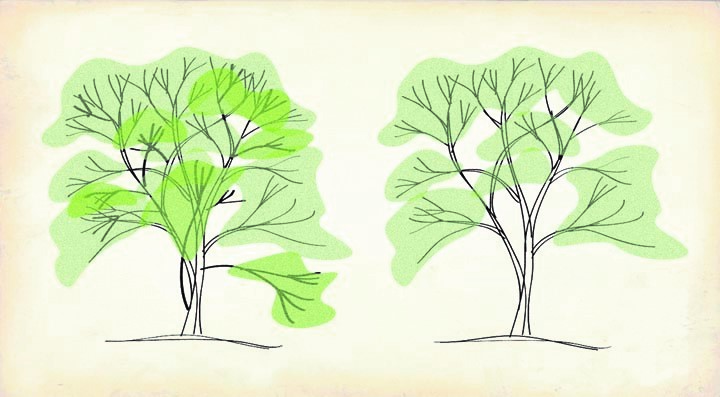 Color pruning diagram