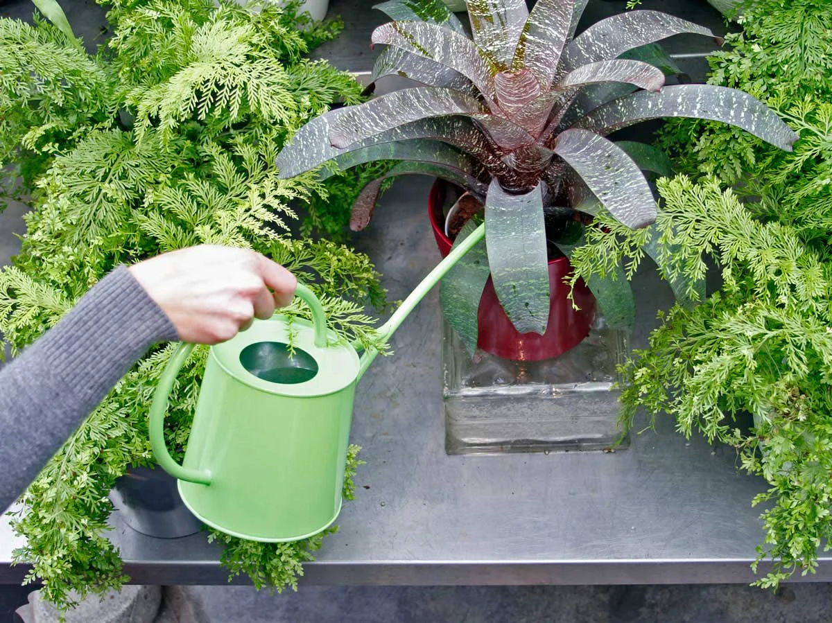 watering your plants
