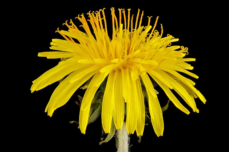 Dandelion