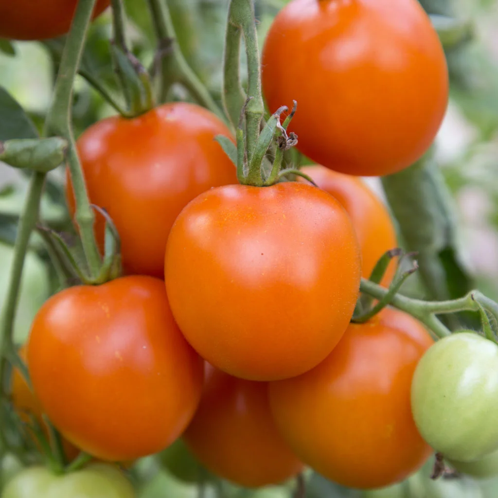 image from Loghouse Plants