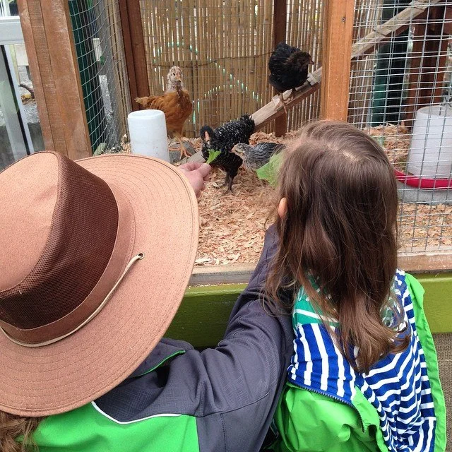Just Hatched 2015: The Lettuce Is Always Greener…
