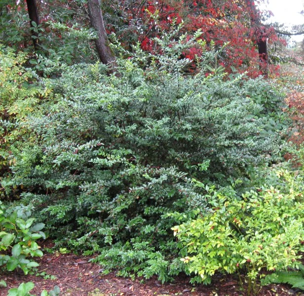 Vaccinium ovatum in Kubota Gardens