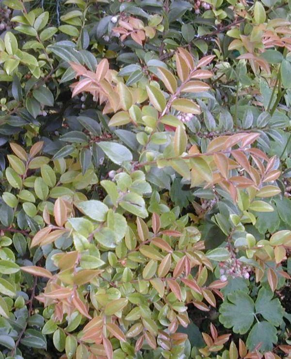 Vaccinium ovatum spring foliage