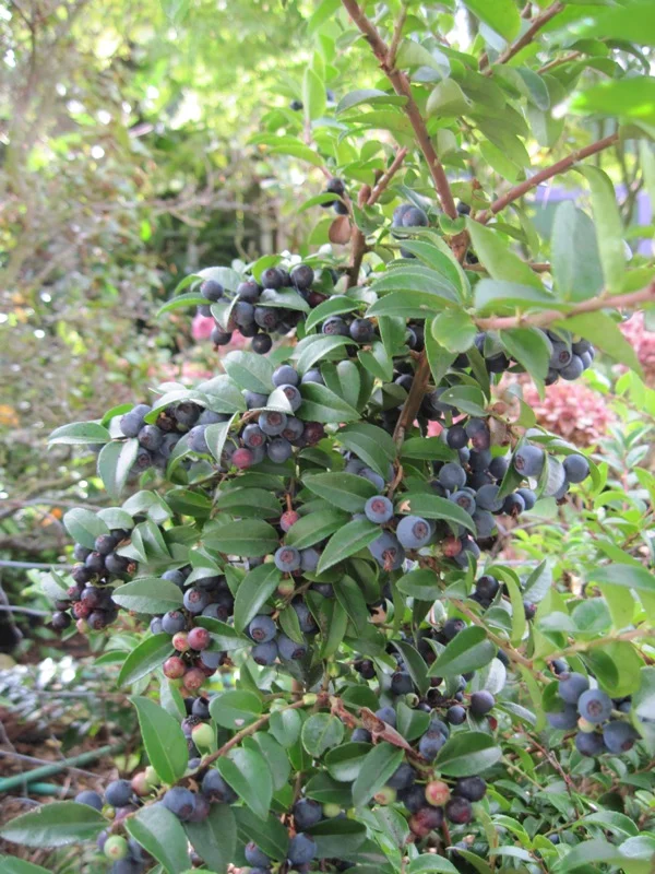 Vaccinium ovatum berries