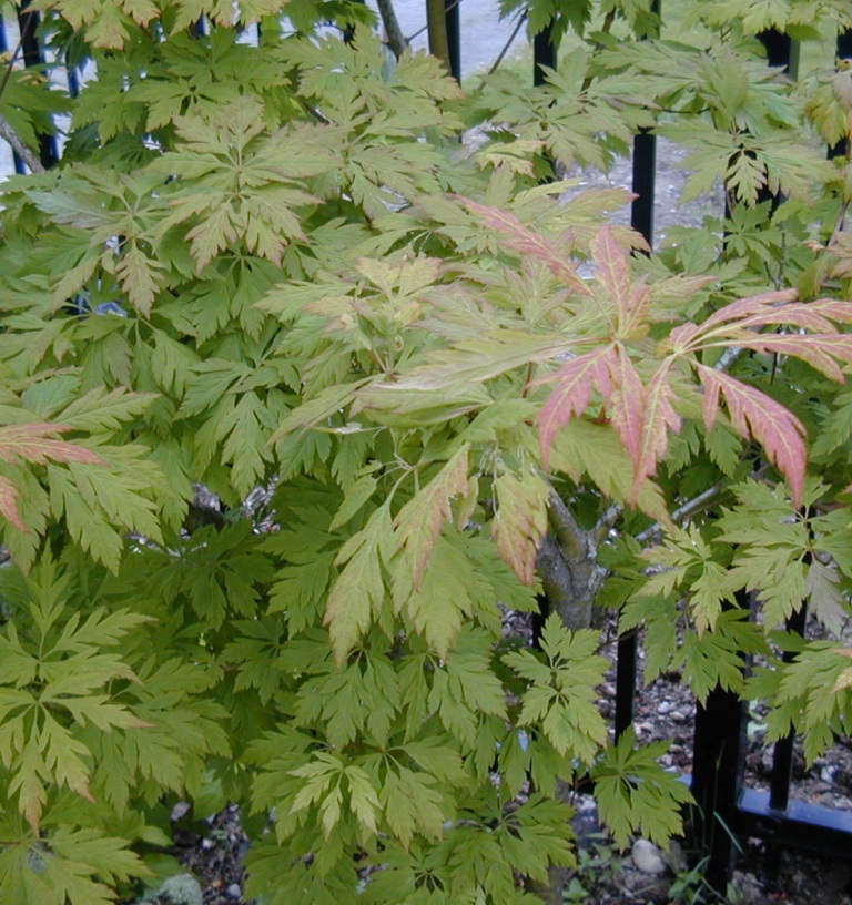 Acer circinatum 'Monroe' (cutleaf form)