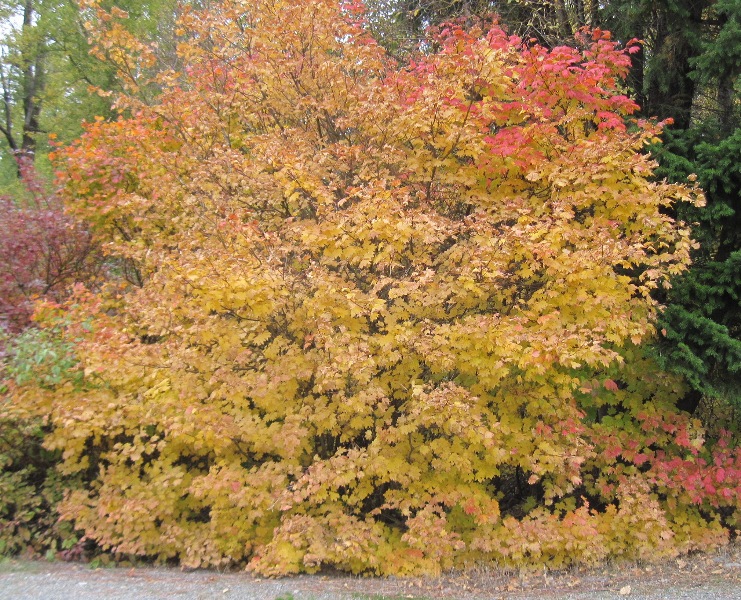 Acer circinatum fall color