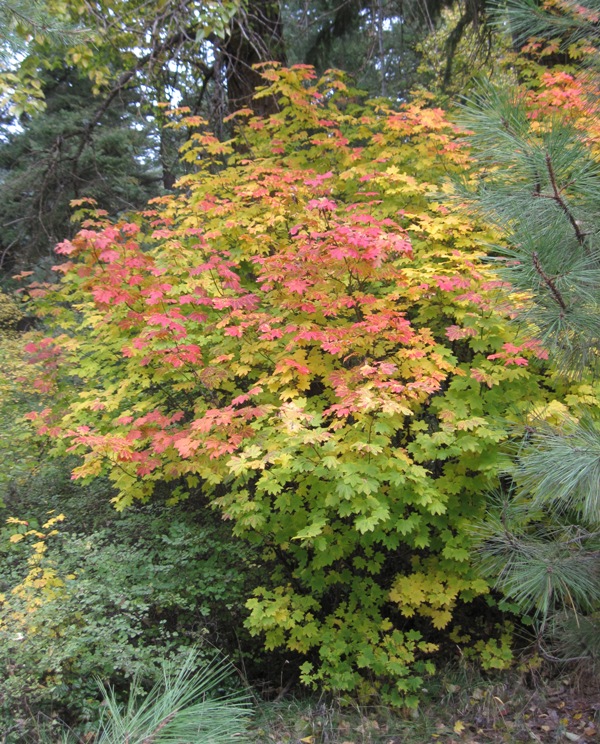 Acer circinatum fall color