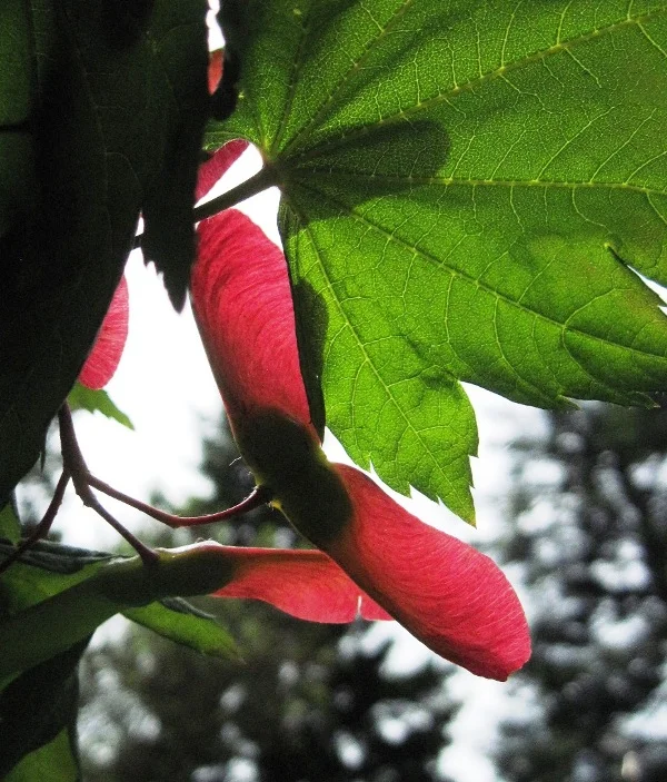 Three Fantastic Pnw Natives For A Dry Summer Seattle S Favorite Garden Store Since 1924 Swansons Nursery