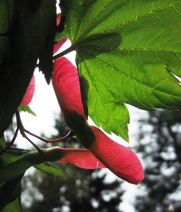 Vine Maple seed pods