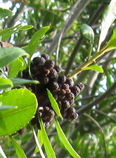 Pacific Wax Myrtle 'Thunderbird' berries