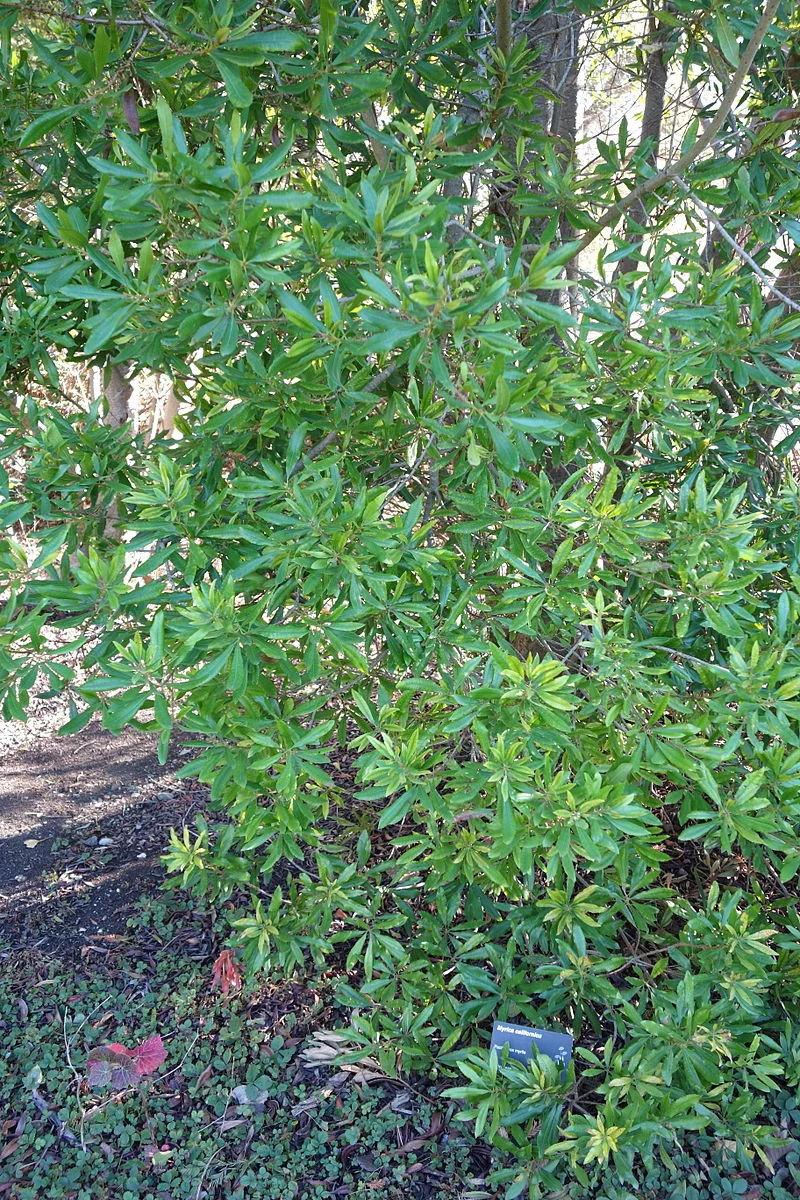 Myrica californica in the Leaning Pine Arboretum, Ca.