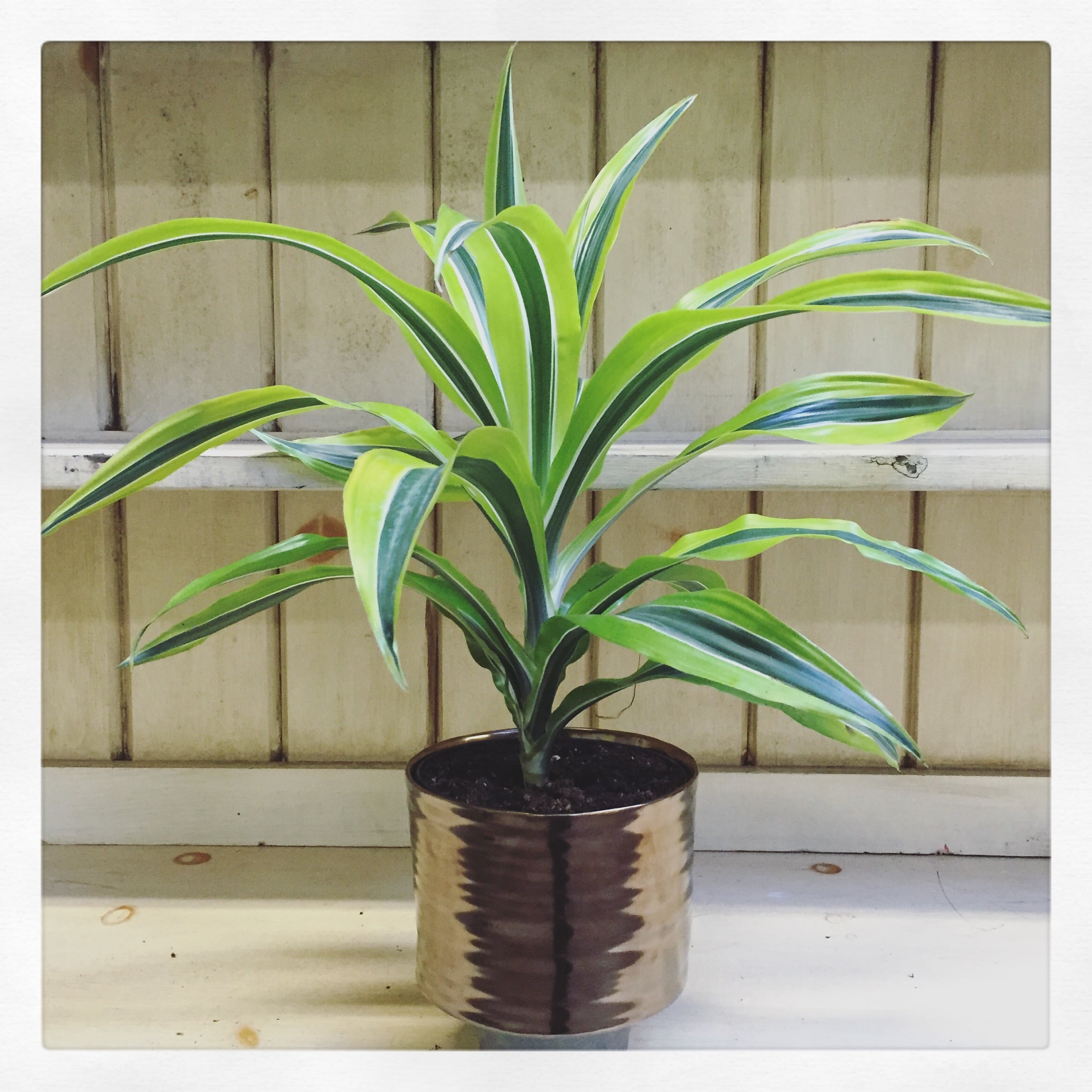 Lemon Lime Variegated Dracaena